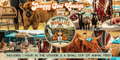 Shaggy Cow Lounge Cookeville, TN
