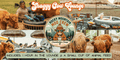 Shaggy Cow Lounge Lyons, CO
