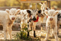 The "Moo-st" Adorable Bottle Feeding &Polaroid Experience!