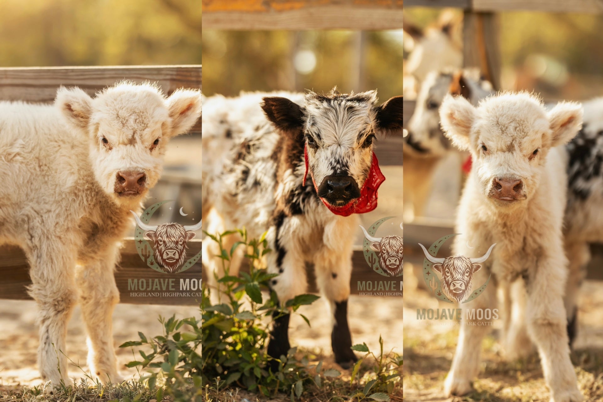The "Moo-st" Adorable Bottle Feeding &Polaroid Experience!