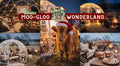 Winter Moo-Gloo Wonderland! CO